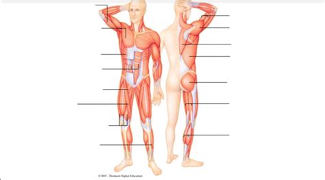 BIOL 305 Muscular System Diagram Quizlet