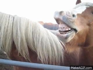 laughing horse on Make a GIF