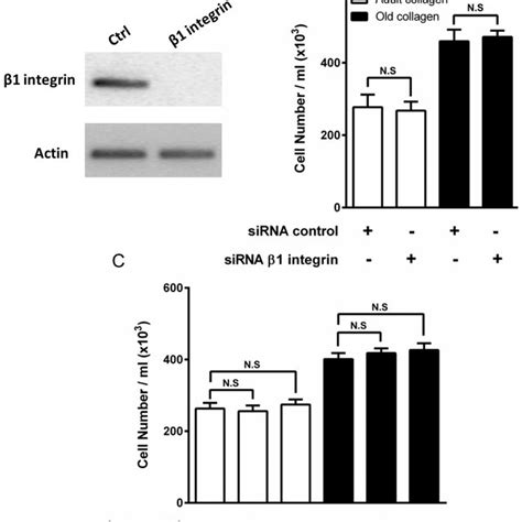 Schematic Drawing Of Ddr2 Induced Cell Growth Regulation By Type I