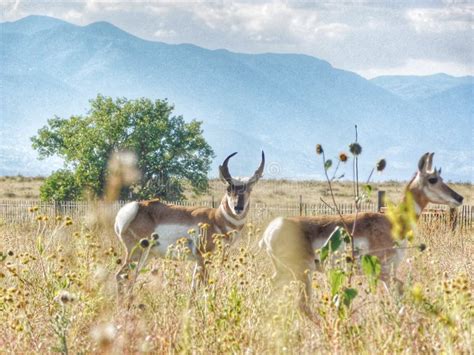 American Pronghorn Antelope Stock Photo - Image of tree, rangeland: 126843274