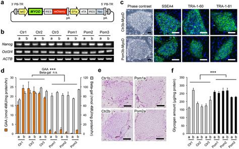 Generation And Characterization Of Myod Transfected Ipscs Ipscs Myod