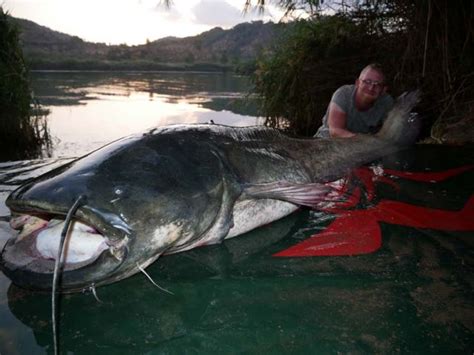 Vollmondtour Im Oktober Am Ebro Mit Extreme Ebrofishing Extreme