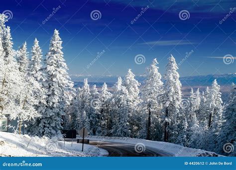 New Mexico Mountain Winter Trees With Snow Stock Photo Image Of