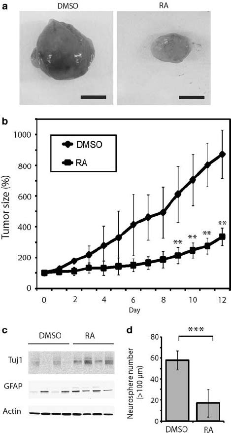 Ra Inhibits Subcutaneous Tumor Xenograft Growth Subcutaneous Tumors