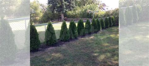 Туи купить в Орле | Товары для дома и дачи | Авито