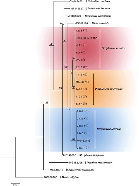 Maximum Likelihood Ml Tree Derived From Coi Sequences With 10000