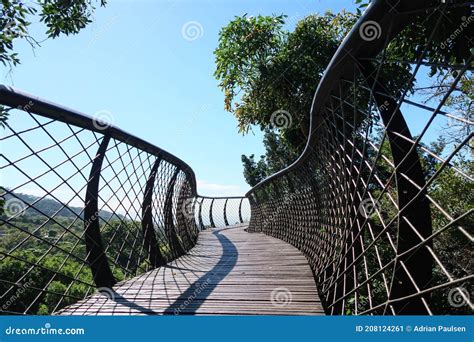 Wooden Walkway Boomslang In The Tree Canopy At Kirstenbosch Botanical