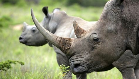 What Is the Horn of a Rhino Made Of? | Sciencing