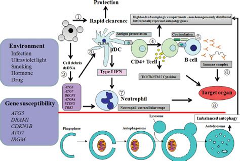 An Assumed Schematic Diagram Of Autophagy In The Pathogenesis Of Sle