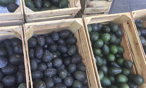 Distribuidores De Aguacate Reportan Baja En Su Costo San Luis Potos