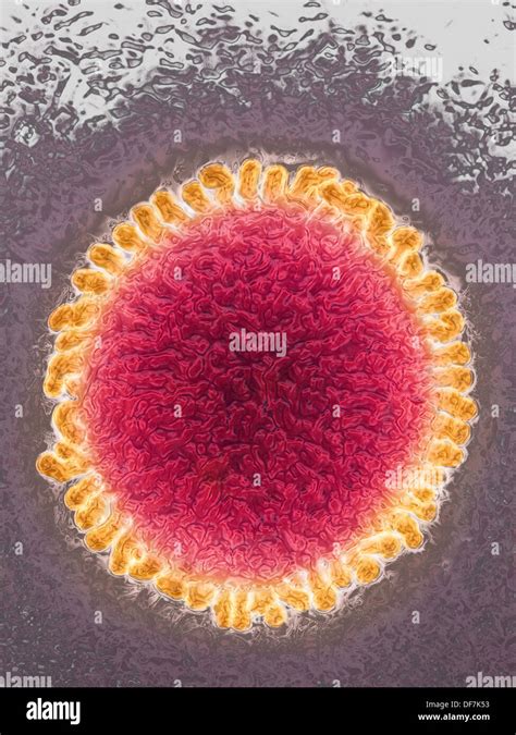 Influenza Virus Under Microscope