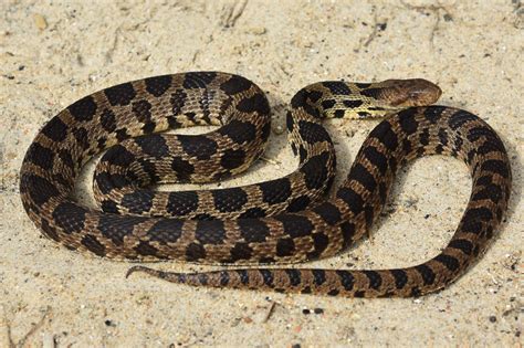 Western Fox Snake Facts And Pictures