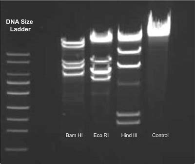 Solved The Figure Below Shows L Dna Cut With Hind Iii Or Bamh Or