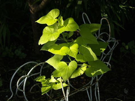 Sweet Potato Vine Central Texas Gardener