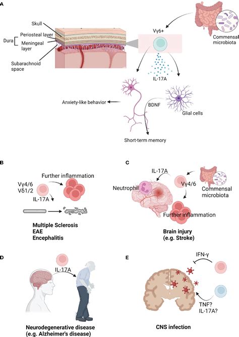 Frontiers T Cells In Brain Homeostasis And Diseases