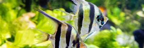 Angelfish Breeding 101: How To Breed Angelfish (2022 Guide)