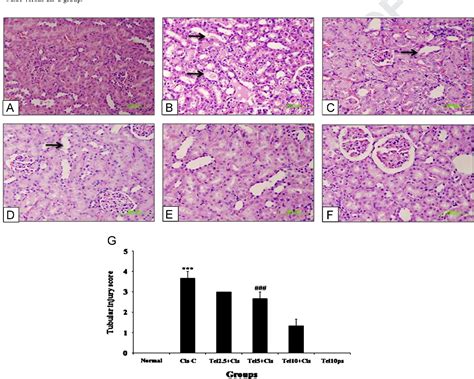 Figure 1 From Telmisartan Ameliorates Cisplatin Induced Nephrotoxicity