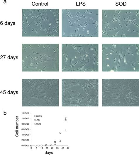 Effect Of Endotoxin Or Sod On Hmsc Proliferation And Morphology A