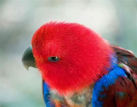 Eclectus parrot - Eclectus parrot male and female Personality Behavior