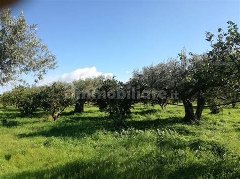 Terreno Agricolo Contrada Scunchipani Oleastro D Inveges Sciacca Rif