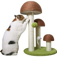 Top 5 Mushroom Cat Tree On The Market In 2022 Expert Reviews