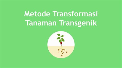 Metode Transformasi Tanaman Transgenik YouTube