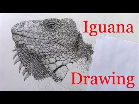 Working On My Realistic Iguana Drawing Youtube