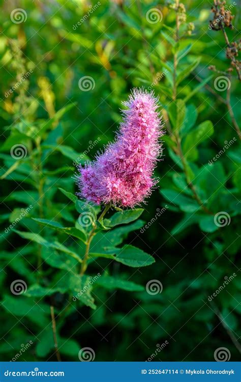 Spiraea Douglasii Flower Blooming Known As Hardhack Steeplebush And