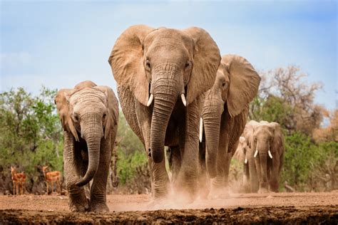 Buy Wildlife Photography Of A Herd Of African Bush Elephants Marching