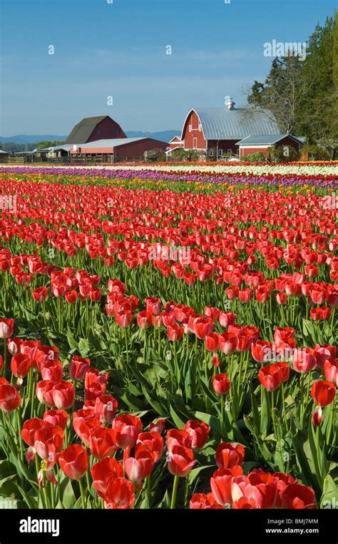 Tulip Field At Tulip Town Skagit Valley Washington Stock Photo Alamy