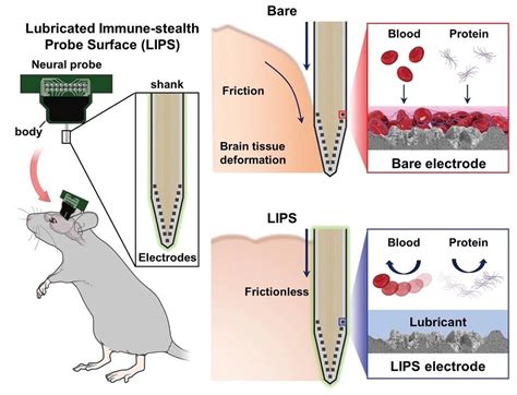 Increasing Lifespan And Stability Of Human Implantable Medical Devices