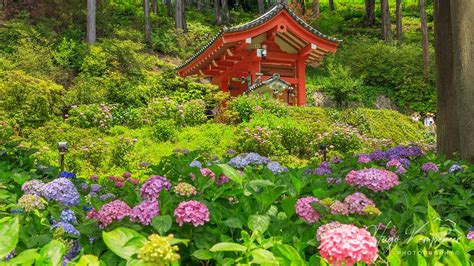 Hydrangea At Mimuroto Ji Temple Kyoto Japan Mimuroto Ji Flickr