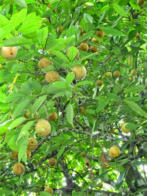 Agen Bibit Tanaman Unggul Sukabumi: jual bibit buah pala