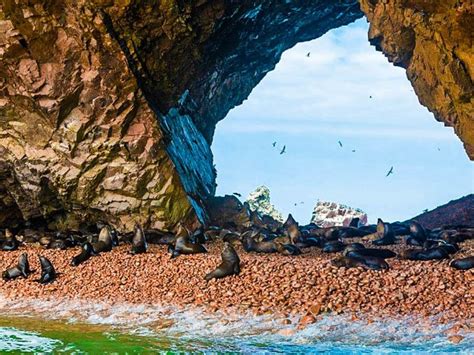 Islas Ballestas Reserva Nacional Paracas Desde Ica Tour Ica