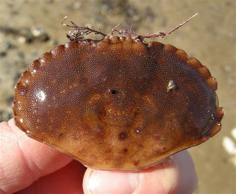 Carapace Crab Carapaces Are Sooo Pretty When You Look Clos Flickr