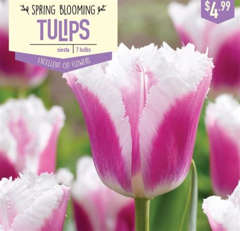 Garden State Bulb Tulip Siesta Bulbs 7 Count 7 Ct QFC