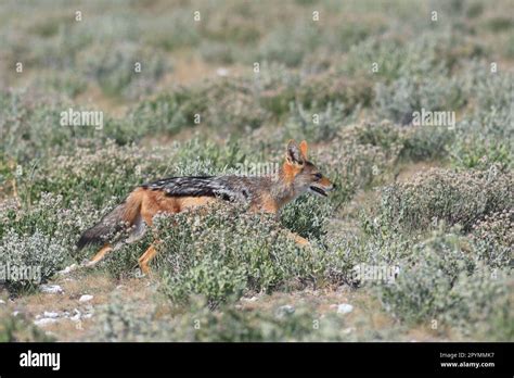 black-backed jackal in its habitat in Namibia Stock Photo - Alamy