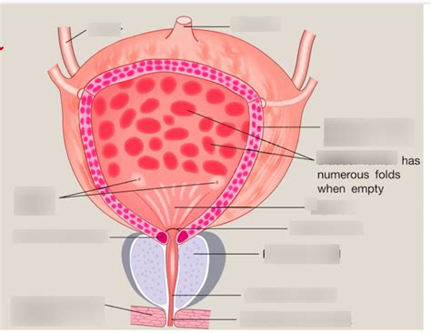 Diagram of bladder | Quizlet