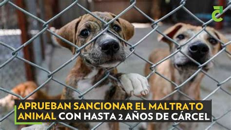 Aprueban sancionar el maltrato animal con hasta 2 años de cárcel