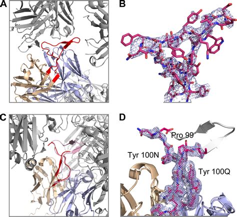 Crystal Structure Of Pg16 And Chimeric Dissection With Somatically