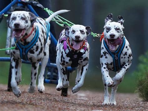 Fotos As Entrenan Los Aut Nticos Perros De Rally El Diario Vasco