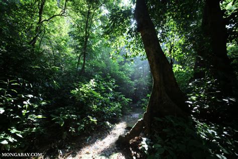 Bosques Tropicales Un Recorrido Por Las Grandes Selvas Del Mundo