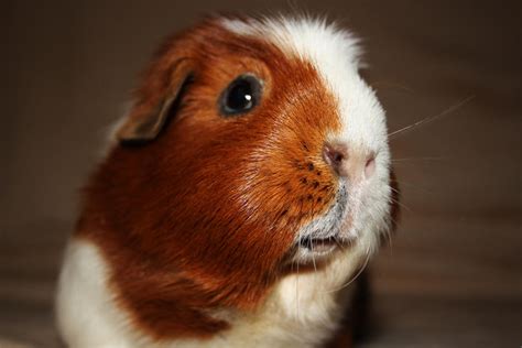 English Crested Guinea Pig Mi by lisa12001 on DeviantArt