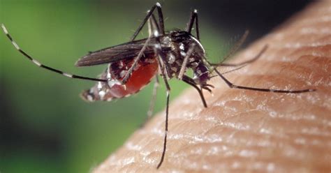 NEA warns of possible dengue outbreak in 2023, cases in early Jan ...