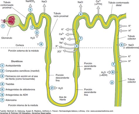 Resultado De Imagen Para Nefrona Electrolitos Pharmacology Nursing