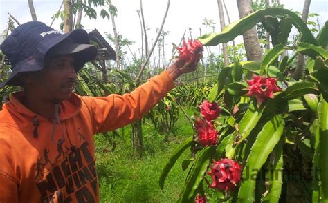 Harga Buah Naga Tergelincir Akibat Panen Melimpah