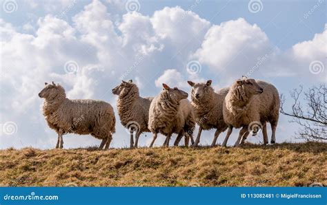 Sheeps In Action After Danger Is Seen Stock Image Image Of Clouds