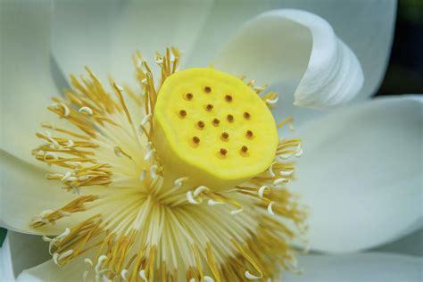 Giant Lotus Stamen Photograph By Sarah M Taylor Pixels