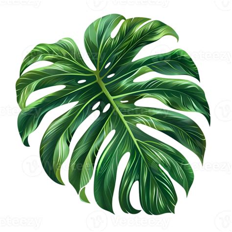 Vibrant Green Monstera Leaf Illustration 46802068 Png