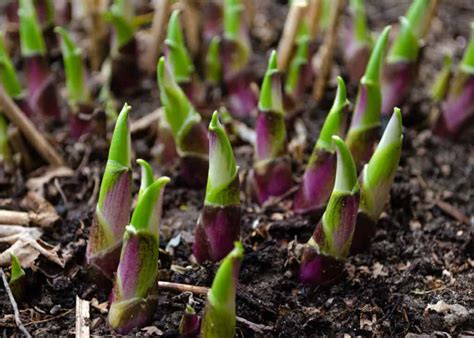 Hosta Seeds: How to Plant and Grow This Versatile Beauty - A-Z Animals